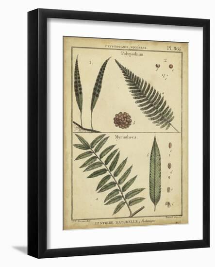 Diderot Antique Ferns III-Daniel Diderot-Framed Art Print