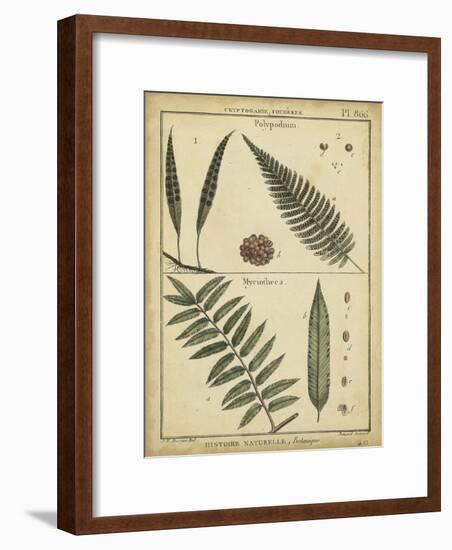 Diderot Antique Ferns III-Daniel Diderot-Framed Art Print