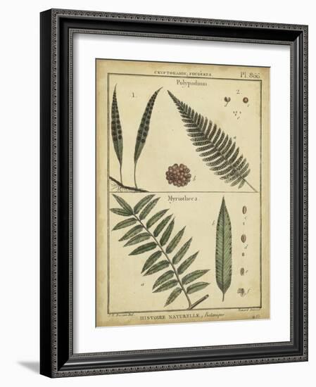 Diderot Antique Ferns III-Daniel Diderot-Framed Art Print