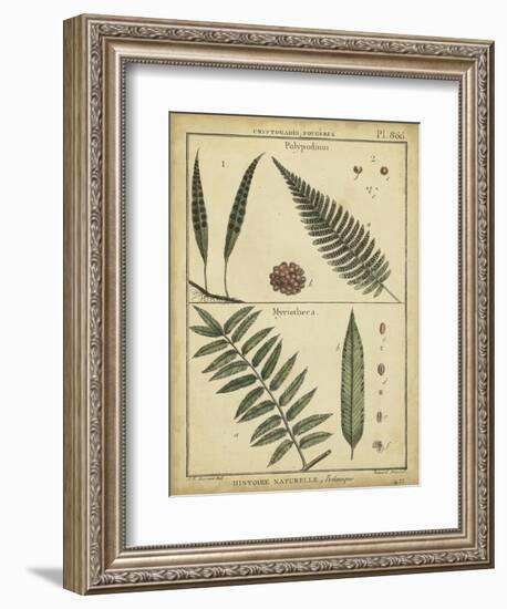 Diderot Antique Ferns III-Daniel Diderot-Framed Premium Giclee Print