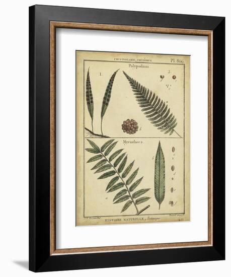 Diderot Antique Ferns III-Daniel Diderot-Framed Premium Giclee Print
