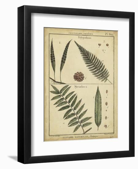 Diderot Antique Ferns III-Daniel Diderot-Framed Premium Giclee Print