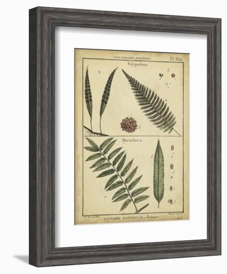 Diderot Antique Ferns III-Daniel Diderot-Framed Art Print