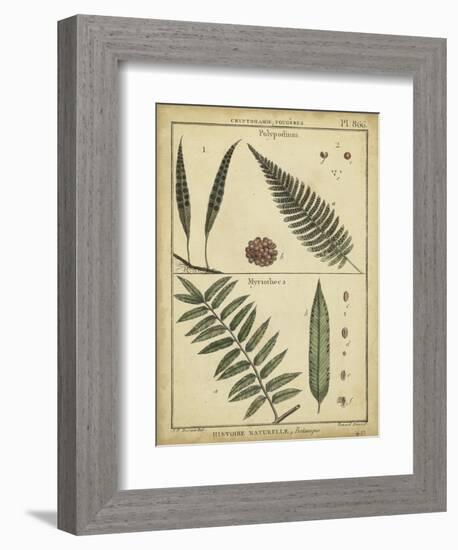 Diderot Antique Ferns III-Daniel Diderot-Framed Art Print