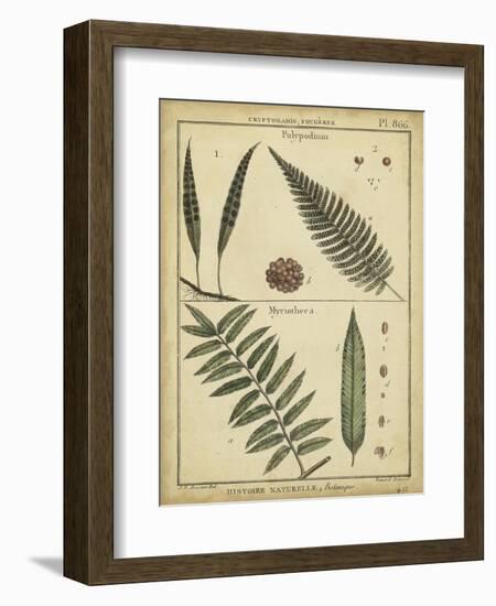 Diderot Antique Ferns III-Daniel Diderot-Framed Art Print