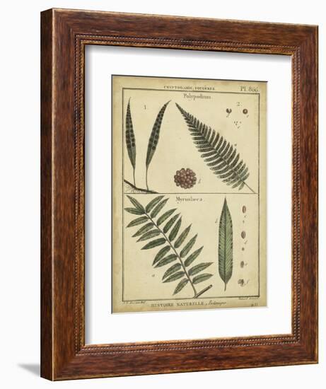 Diderot Antique Ferns III-Daniel Diderot-Framed Art Print