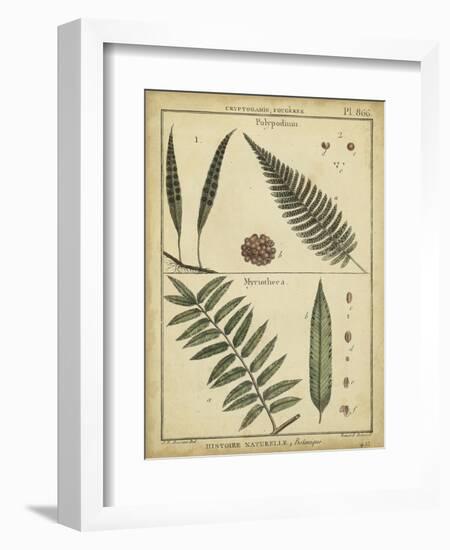 Diderot Antique Ferns III-Daniel Diderot-Framed Art Print