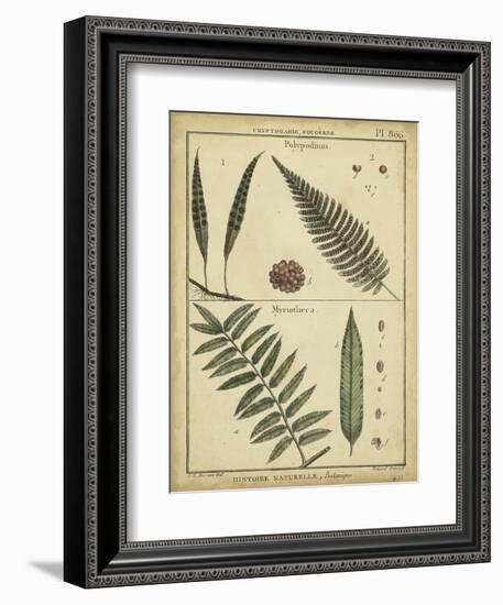 Diderot Antique Ferns III-Daniel Diderot-Framed Art Print