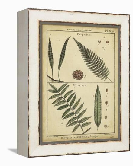 Diderot Antique Ferns III-Daniel Diderot-Framed Stretched Canvas