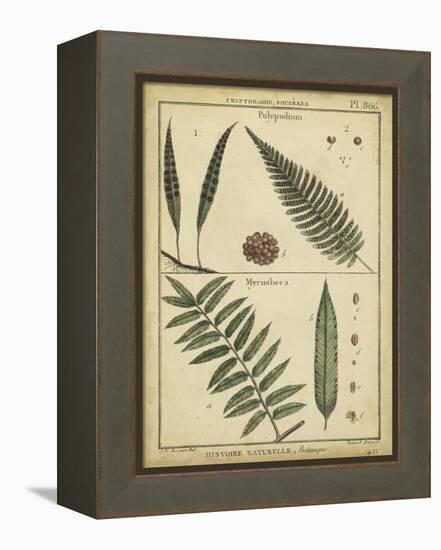 Diderot Antique Ferns III-Daniel Diderot-Framed Stretched Canvas