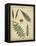 Diderot Antique Ferns III-Daniel Diderot-Framed Stretched Canvas