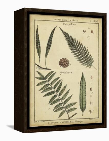 Diderot Antique Ferns III-Daniel Diderot-Framed Stretched Canvas