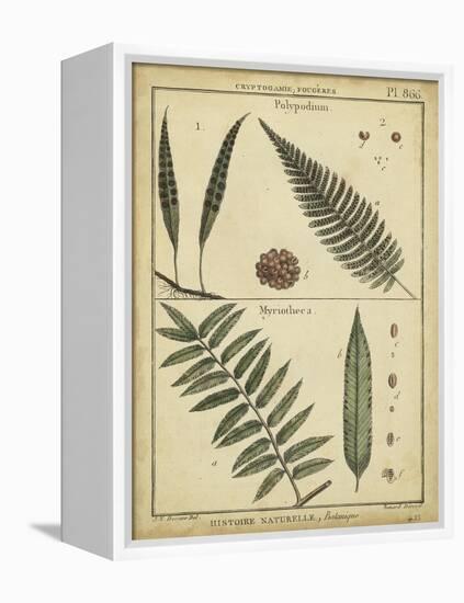 Diderot Antique Ferns III-Daniel Diderot-Framed Stretched Canvas