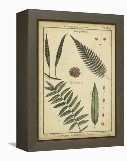 Diderot Antique Ferns III-Daniel Diderot-Framed Stretched Canvas