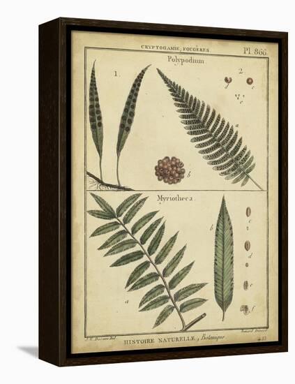 Diderot Antique Ferns III-Daniel Diderot-Framed Stretched Canvas