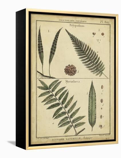 Diderot Antique Ferns III-Daniel Diderot-Framed Stretched Canvas