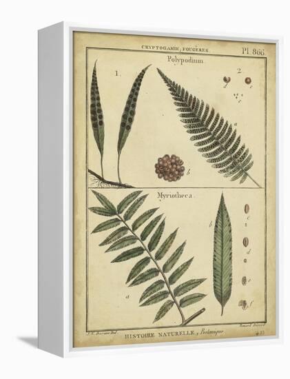 Diderot Antique Ferns III-Daniel Diderot-Framed Stretched Canvas