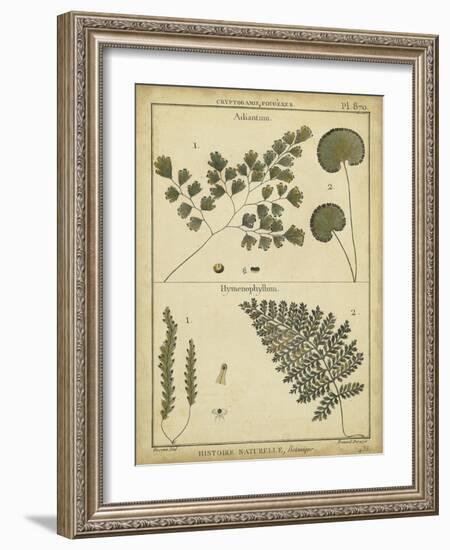 Diderot Antique Ferns IV-Daniel Diderot-Framed Art Print