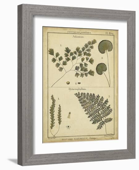 Diderot Antique Ferns IV-Daniel Diderot-Framed Art Print