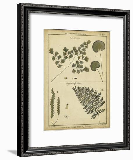 Diderot Antique Ferns IV-Daniel Diderot-Framed Art Print