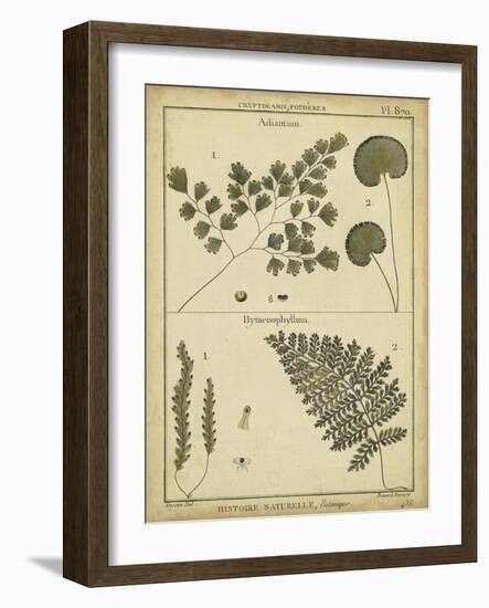 Diderot Antique Ferns IV-Daniel Diderot-Framed Art Print