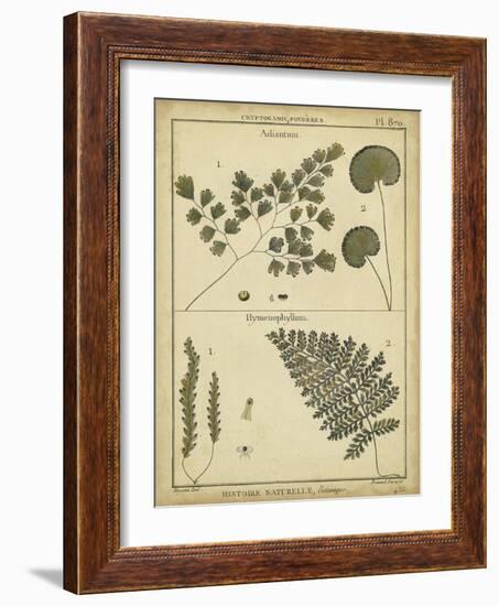 Diderot Antique Ferns IV-Daniel Diderot-Framed Art Print