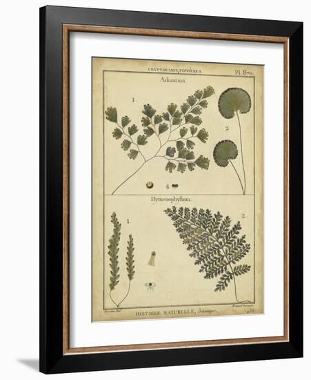 Diderot Antique Ferns IV-Daniel Diderot-Framed Art Print