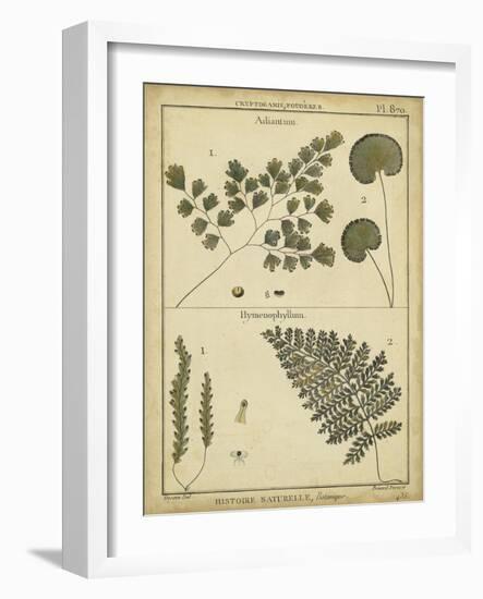 Diderot Antique Ferns IV-Daniel Diderot-Framed Art Print