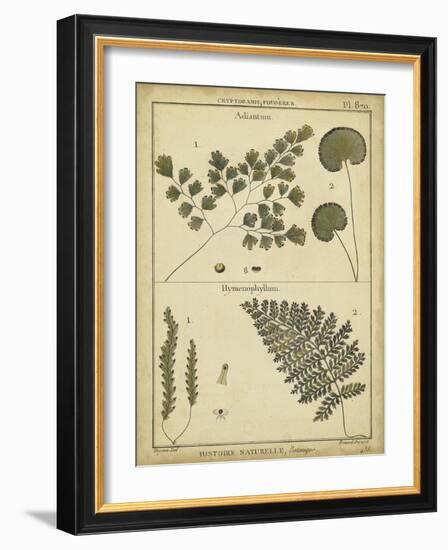 Diderot Antique Ferns IV-Daniel Diderot-Framed Art Print