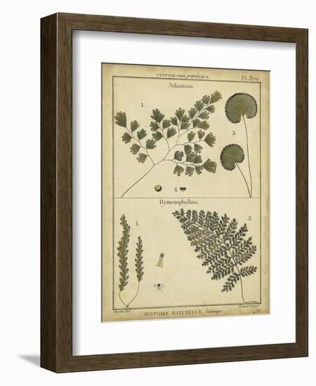Diderot Antique Ferns IV-Daniel Diderot-Framed Premium Giclee Print