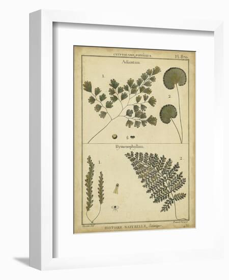 Diderot Antique Ferns IV-Daniel Diderot-Framed Premium Giclee Print