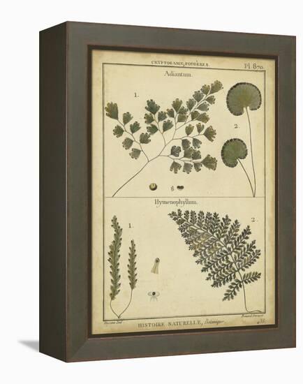 Diderot Antique Ferns IV-Daniel Diderot-Framed Stretched Canvas