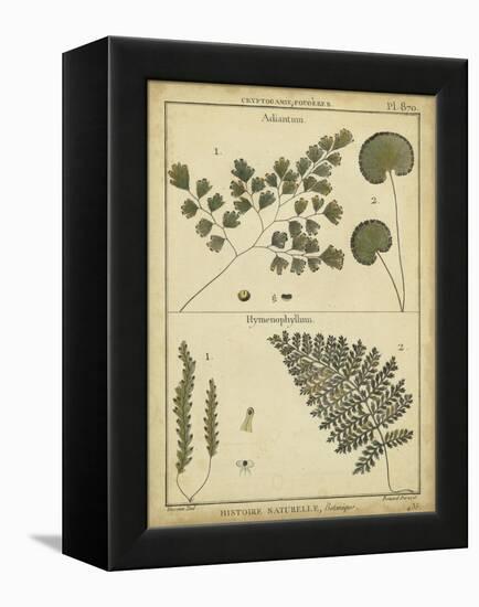 Diderot Antique Ferns IV-Daniel Diderot-Framed Stretched Canvas