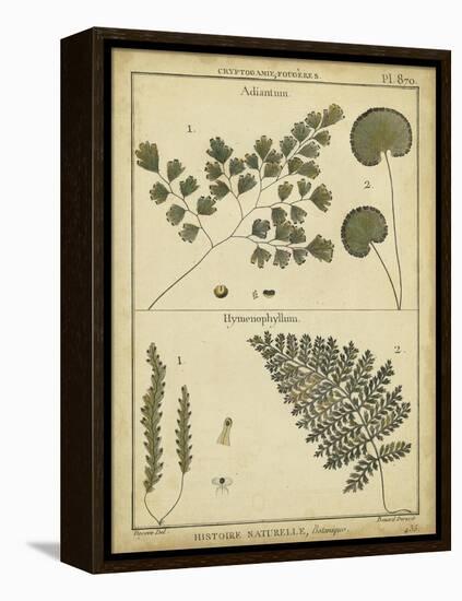 Diderot Antique Ferns IV-Daniel Diderot-Framed Stretched Canvas