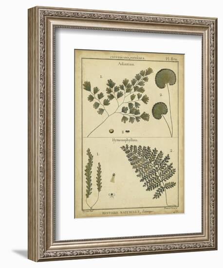 Diderot Antique Ferns IV-Daniel Diderot-Framed Art Print