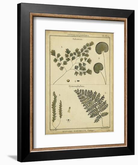 Diderot Antique Ferns IV-Daniel Diderot-Framed Art Print