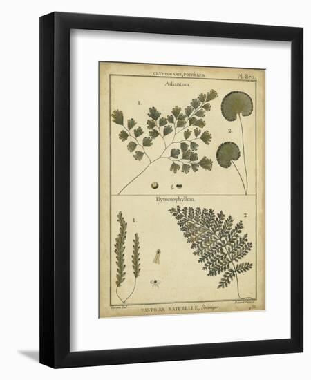 Diderot Antique Ferns IV-Daniel Diderot-Framed Art Print