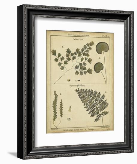 Diderot Antique Ferns IV-Daniel Diderot-Framed Art Print