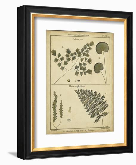 Diderot Antique Ferns IV-Daniel Diderot-Framed Art Print