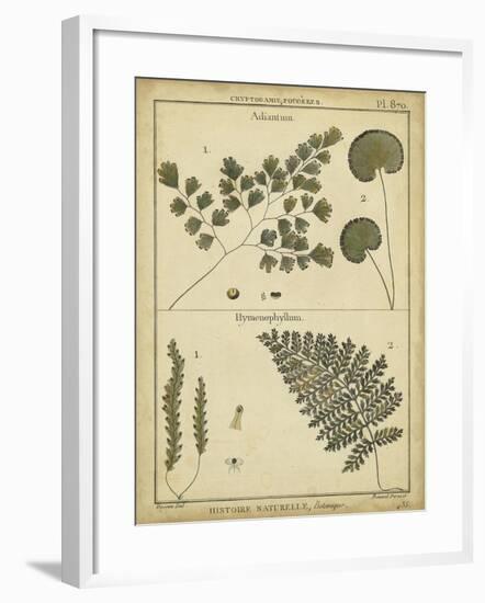 Diderot Antique Ferns IV-Daniel Diderot-Framed Art Print