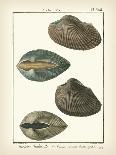 Volute Shells, Pl.384-Diderot-Art Print