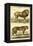 Diderot's Lion and Tiger-Denis Diderot-Framed Stretched Canvas