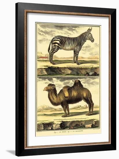 Diderot's Zebra and Camel-Denis Diderot-Framed Art Print