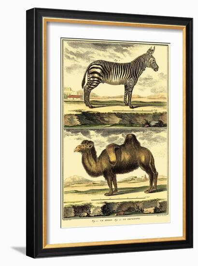 Diderot's Zebra and Camel-Denis Diderot-Framed Art Print