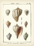 Venus Shells, Pl.281-Diderot-Art Print