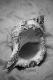 Premium Photographic Print
