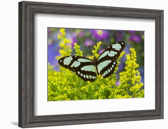 Dido Longwing Butterfly or Scarce Bamboo Page-Darrell Gulin-Framed Photographic Print