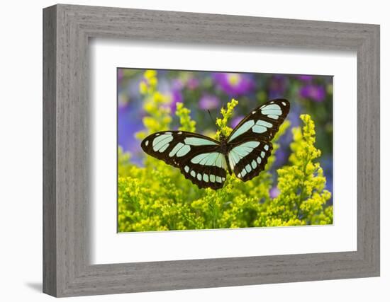 Dido Longwing Butterfly or Scarce Bamboo Page-Darrell Gulin-Framed Photographic Print