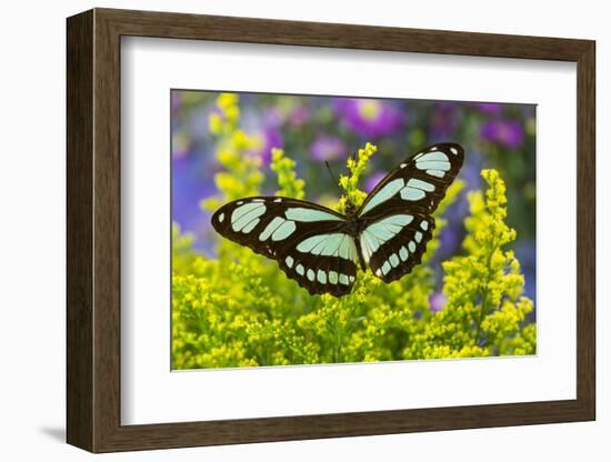 Dido Longwing Butterfly or Scarce Bamboo Page-Darrell Gulin-Framed Photographic Print