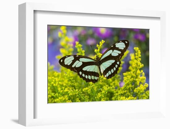 Dido Longwing Butterfly or Scarce Bamboo Page-Darrell Gulin-Framed Photographic Print